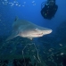 shark_tiger_sand_atlas_v_0522_nca0984.jpg